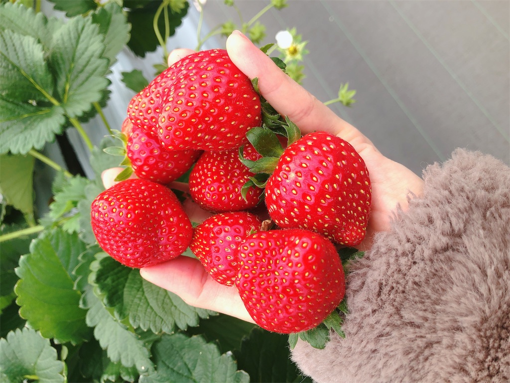 f:id:nigoriyu:20200507055642j:image