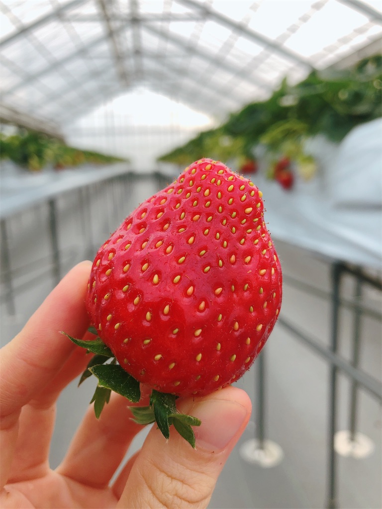 f:id:nigoriyu:20200507055645j:image