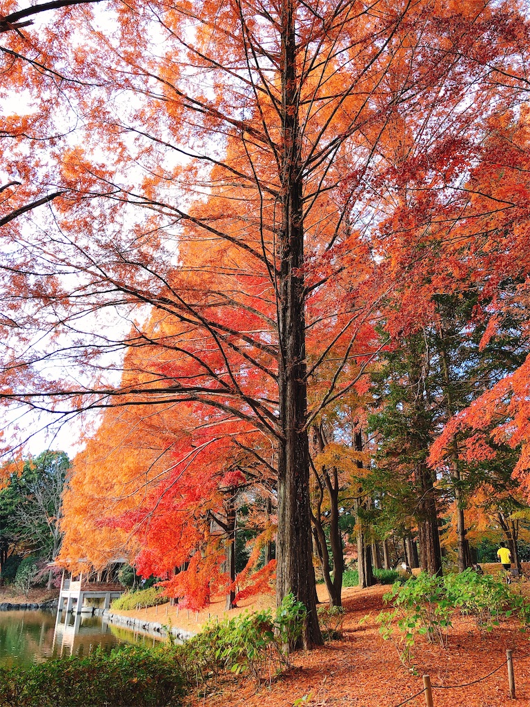 f:id:nigoriyu:20201210065130j:image