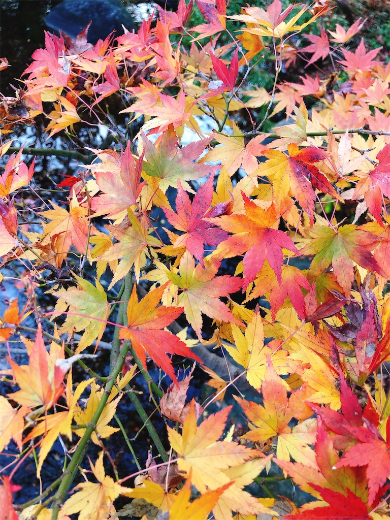 f:id:nigoriyu:20201210065207j:image