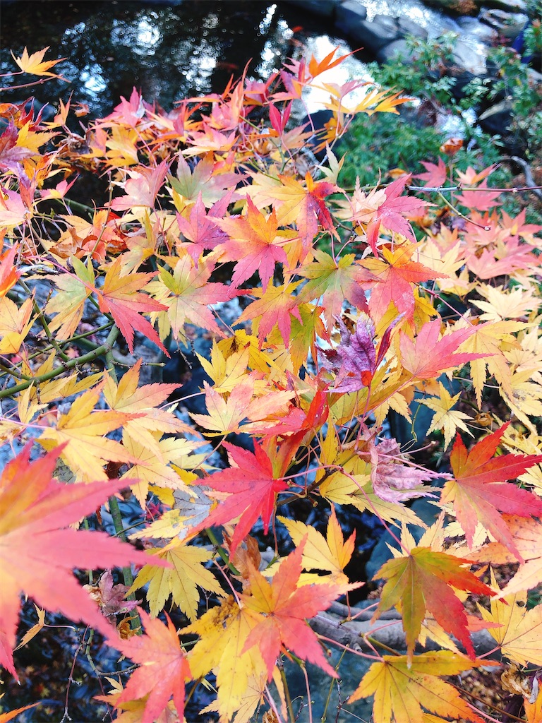 f:id:nigoriyu:20201210065302j:image