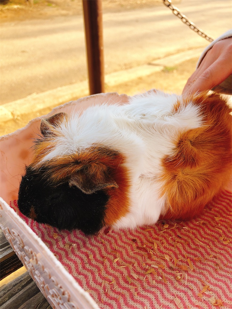 f:id:nigoriyu:20210211211638j:image