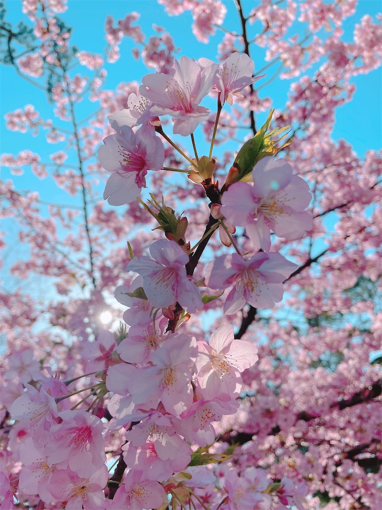 f:id:nigoriyu:20210223015352j:image