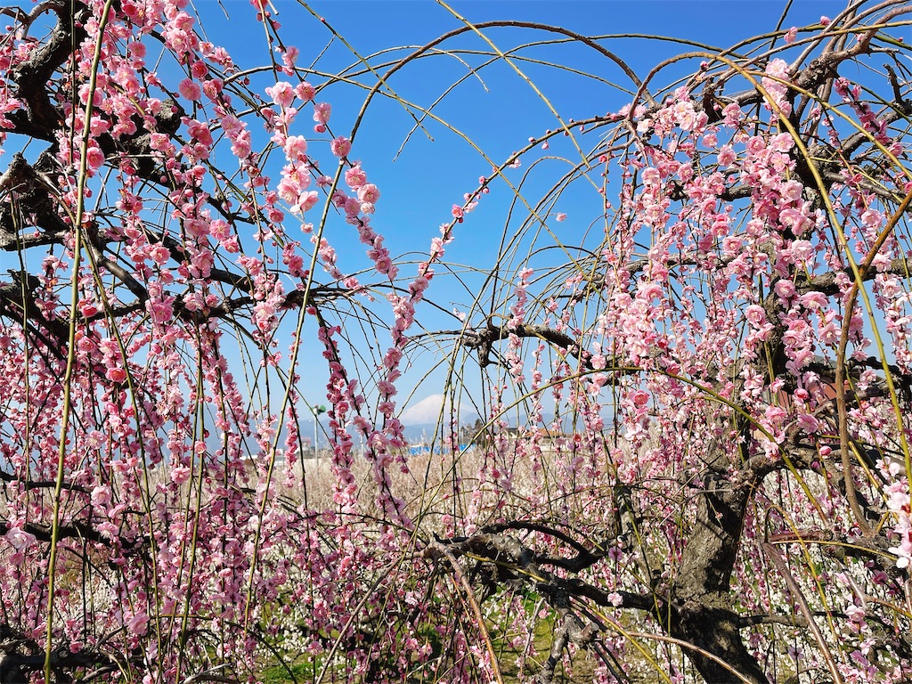 f:id:nigoriyu:20210223023936j:image