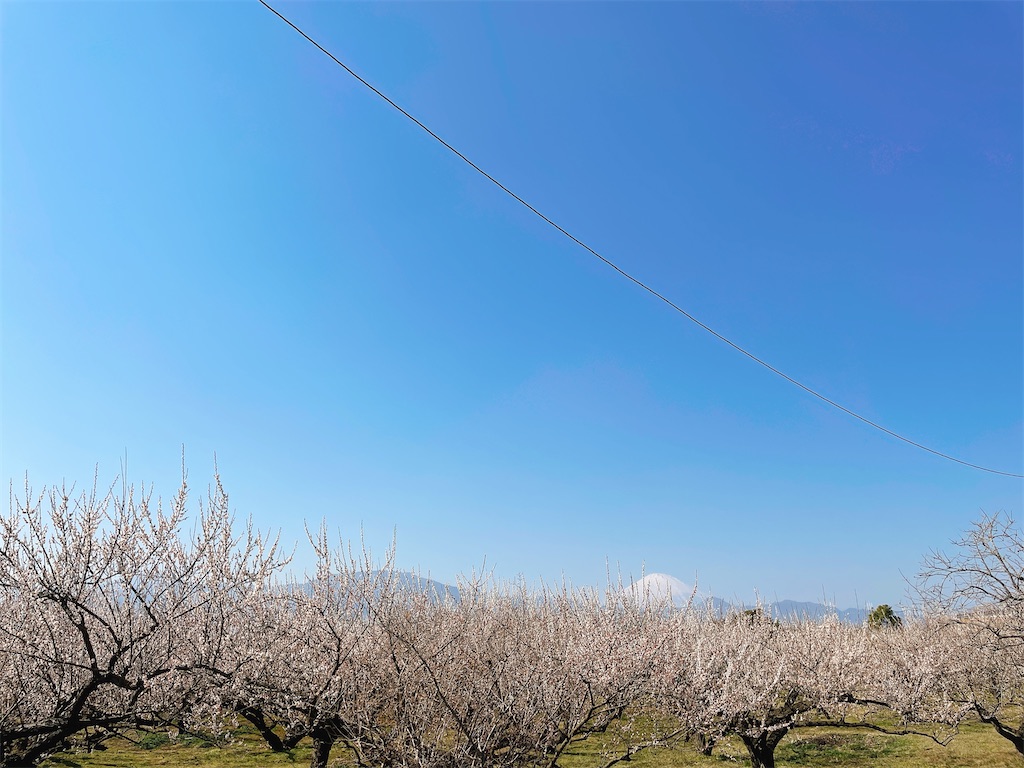 f:id:nigoriyu:20210223023939j:image