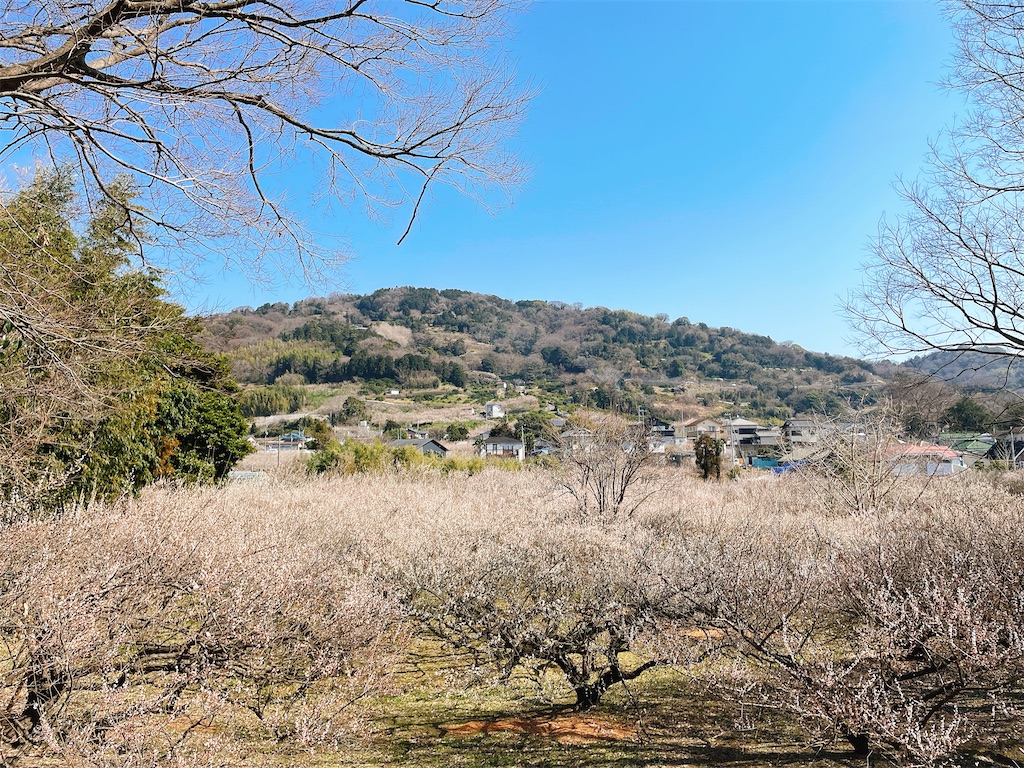 f:id:nigoriyu:20210223024022j:image