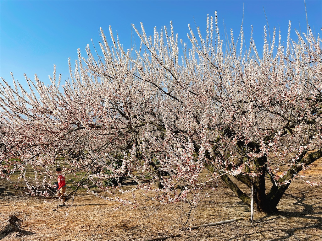 f:id:nigoriyu:20210223024031j:image