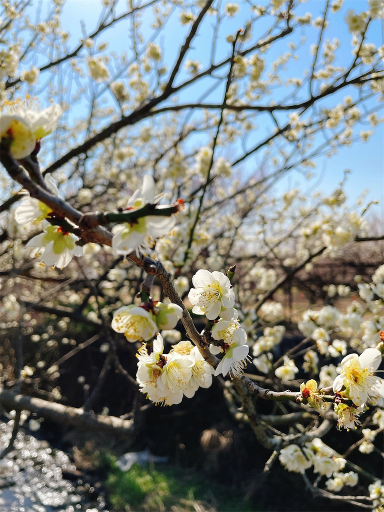 f:id:nigoriyu:20210223070608j:image