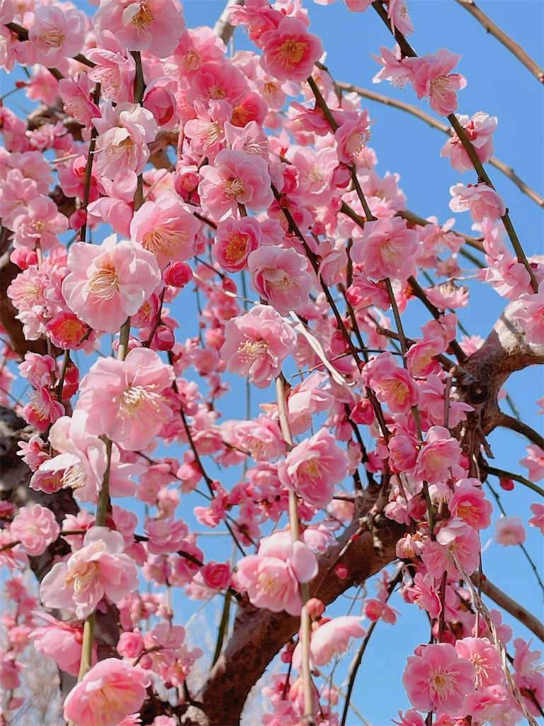 f:id:nigoriyu:20210223070616j:image