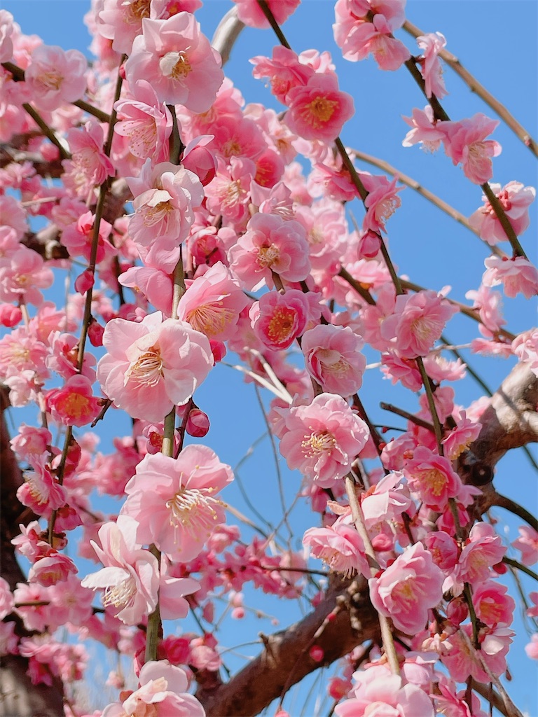 f:id:nigoriyu:20210223070620j:image