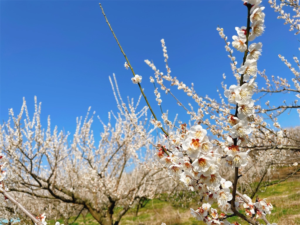 f:id:nigoriyu:20210223070623j:image