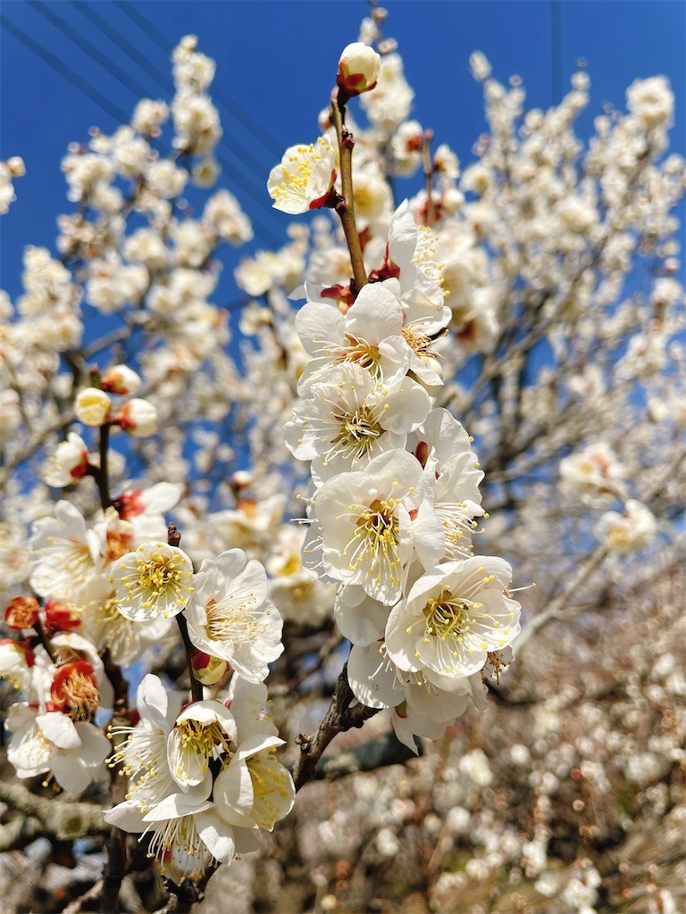 f:id:nigoriyu:20210223070627j:image