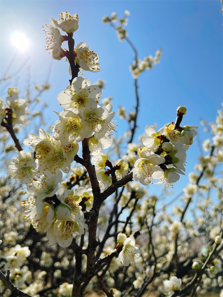 f:id:nigoriyu:20210223070635j:image