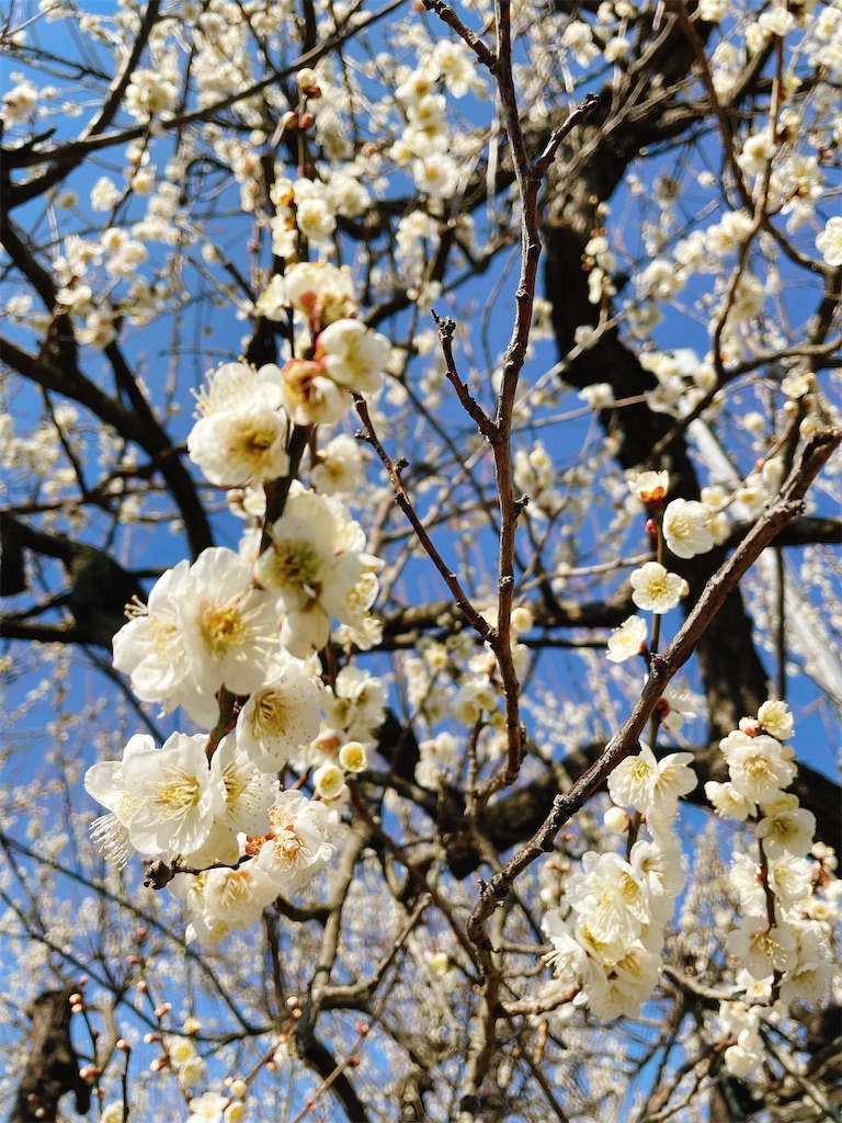 f:id:nigoriyu:20210223070647j:image