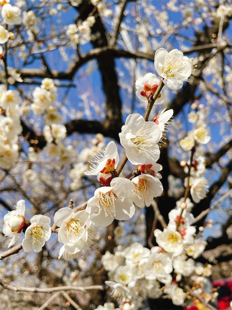 f:id:nigoriyu:20210223070650j:image