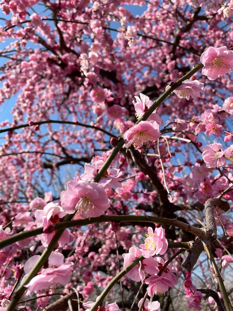 f:id:nigoriyu:20210223070659j:image