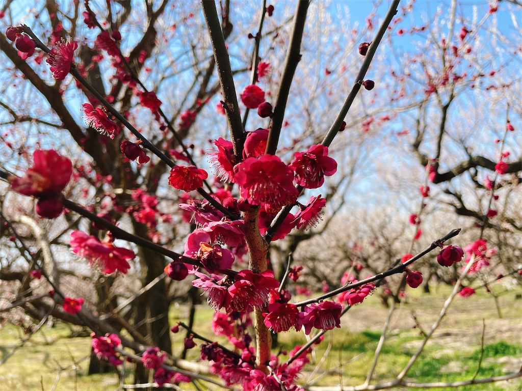 f:id:nigoriyu:20210223070707j:image