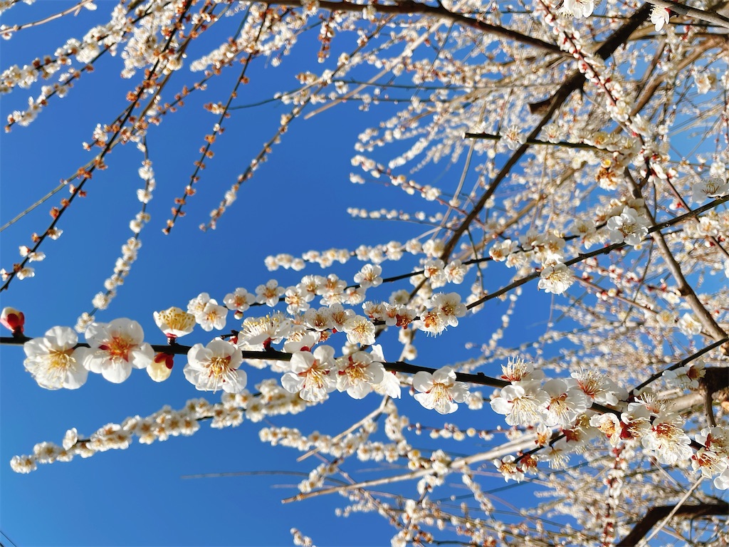 f:id:nigoriyu:20210223070713j:image