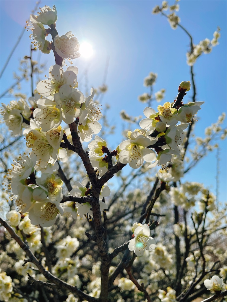 f:id:nigoriyu:20210223070718j:image