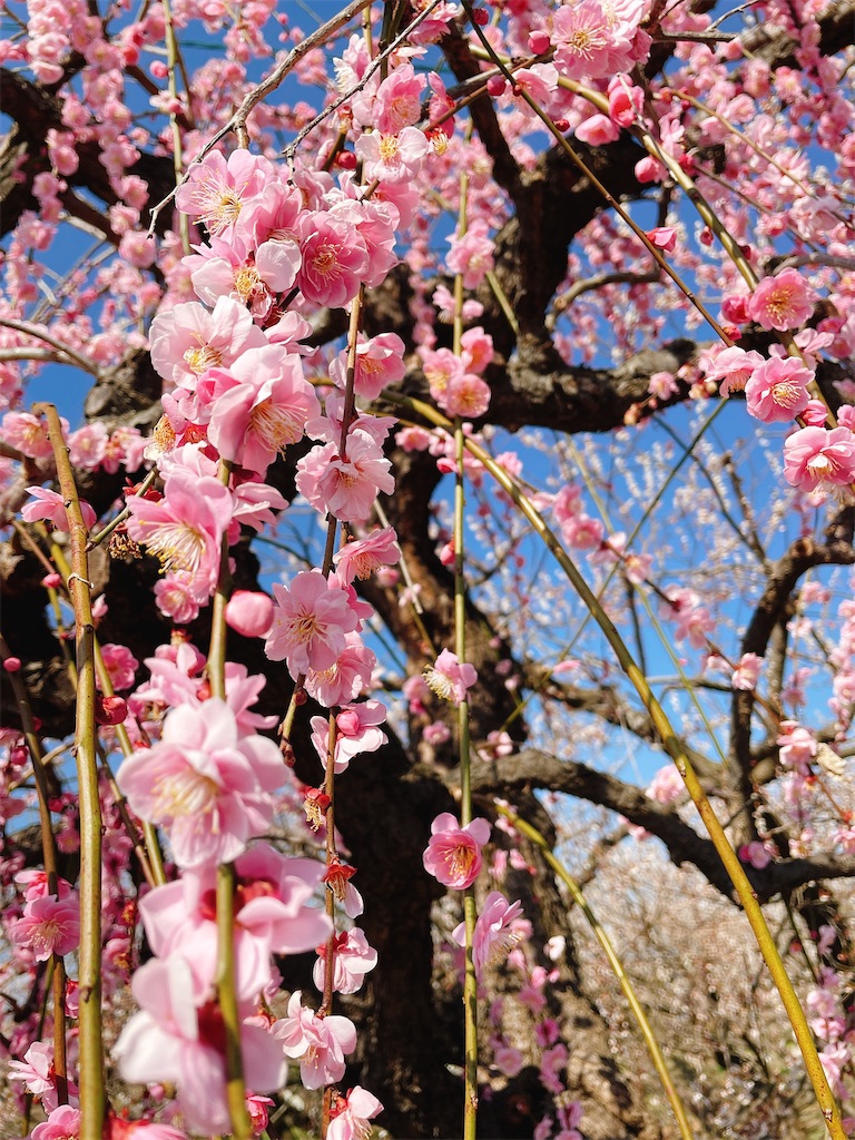 f:id:nigoriyu:20210223070724j:image