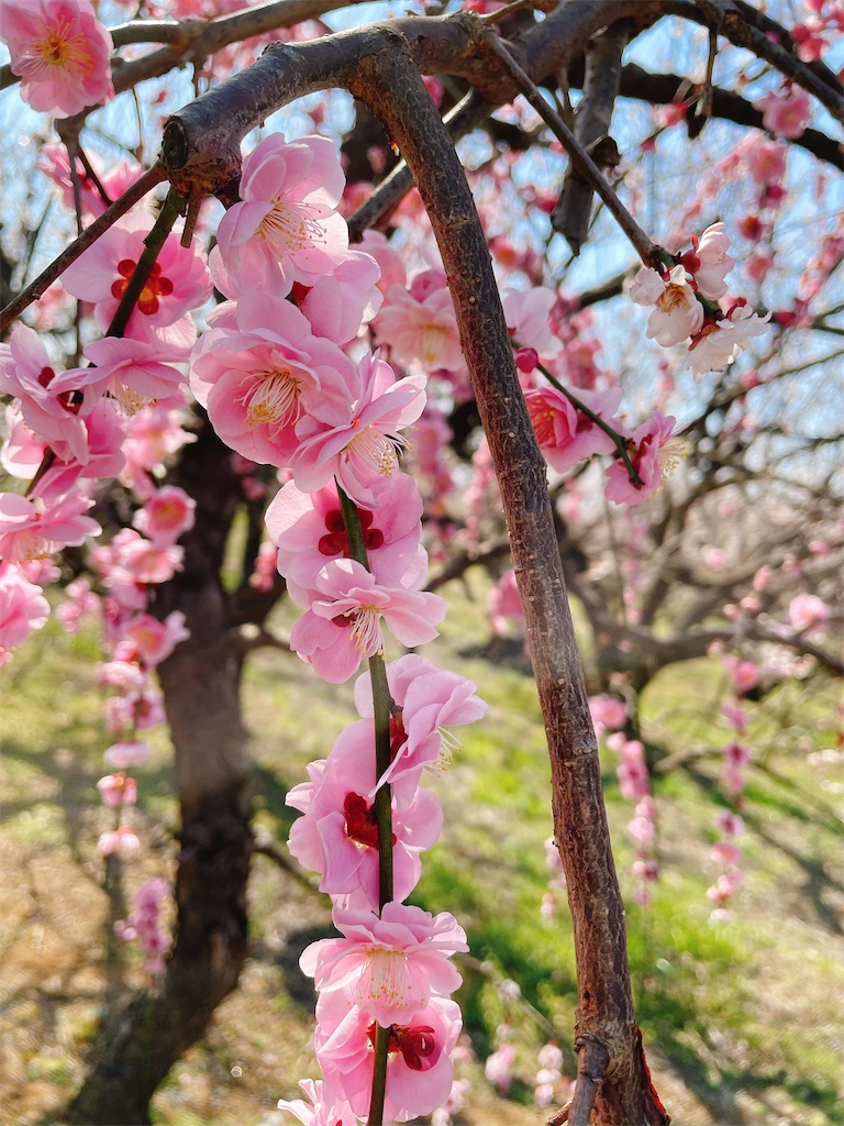 f:id:nigoriyu:20210223070729j:image