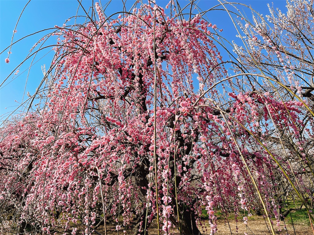 f:id:nigoriyu:20210223070744j:image