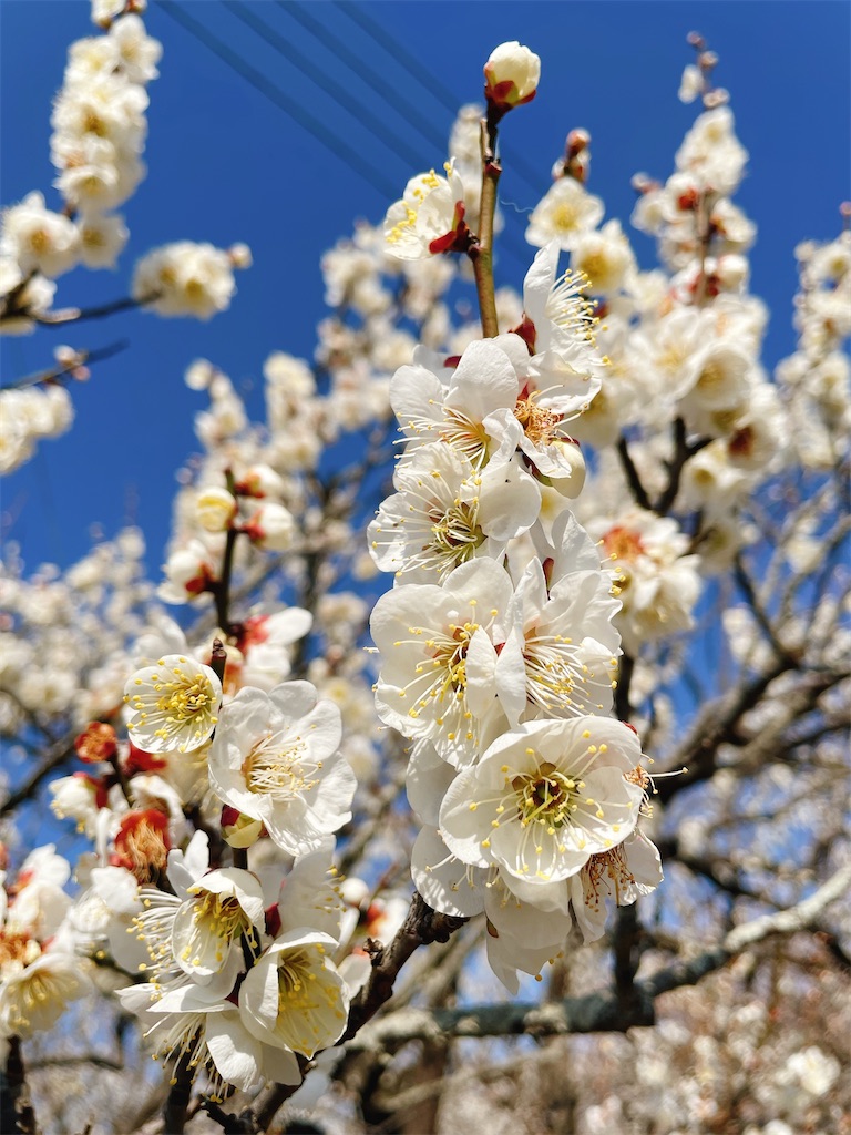 f:id:nigoriyu:20210223070751j:image