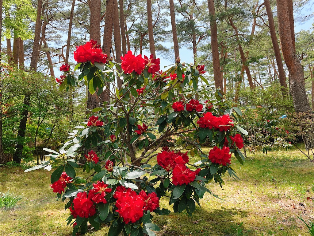 f:id:nigoriyu:20210511011027j:image