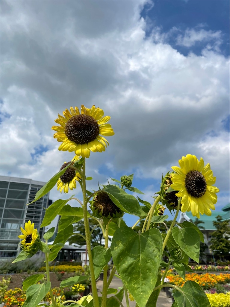 f:id:nigoriyu:20210801220841j:image