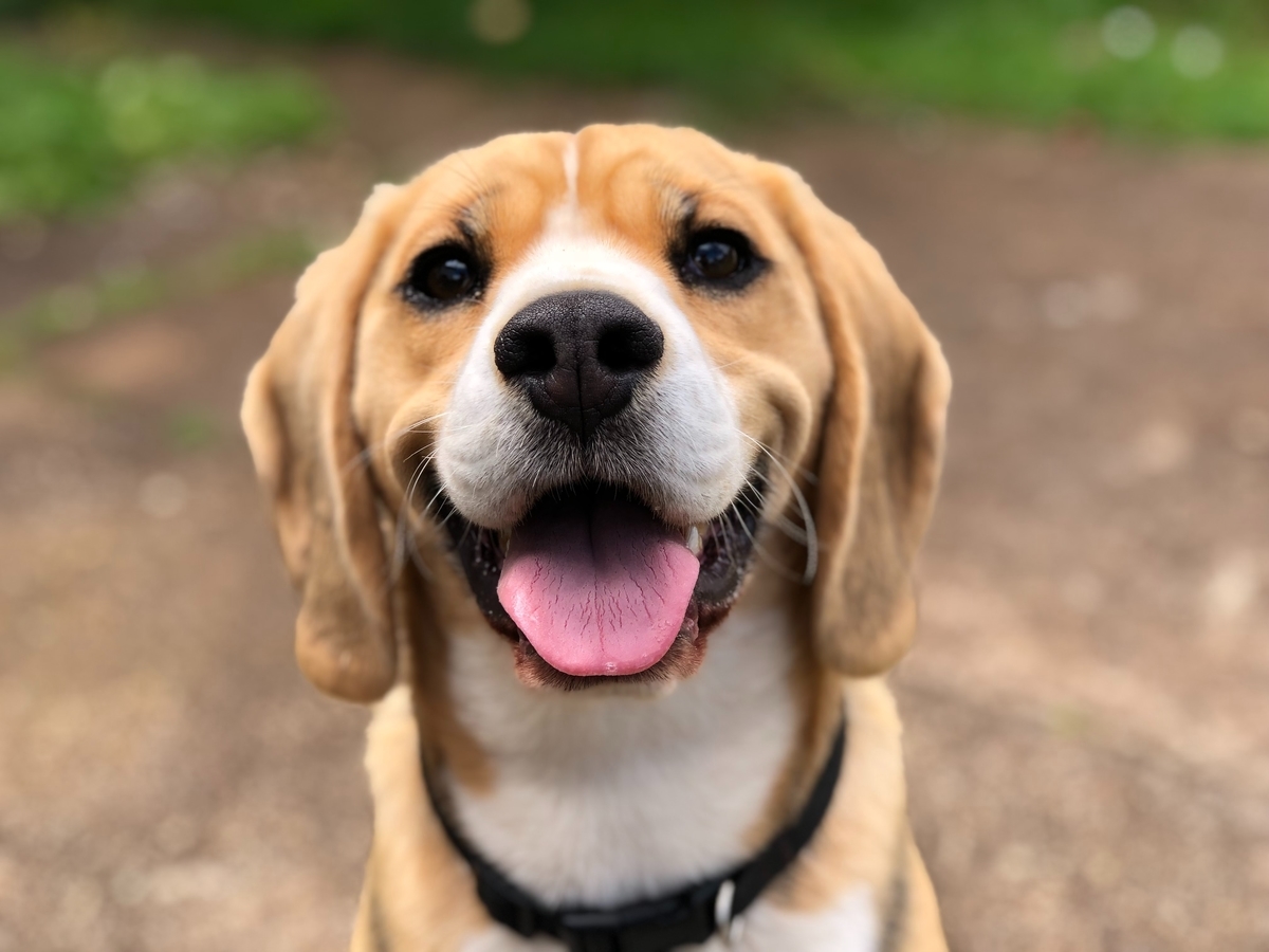 犬のひげのカット方法は ペットトリミングアドバイザー資格の口コミ 日本生活環境支援協会 犬のひげのカット方法は ペットトリミングアドバイザー資格の口コミ 日本生活環境支援協会