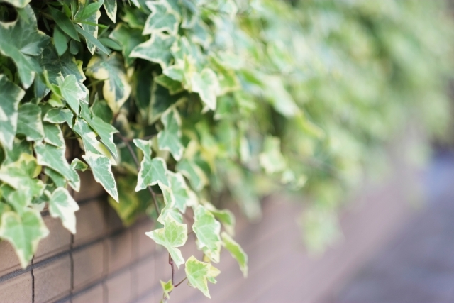 花壇の隙間を埋める植物は ガーデニングアドバイザー資格の口コミ 日本生活環境支援協会 花壇の隙間を埋める植物は ガーデニングアドバイザー資格の口コミ 日本生活環境支援協会