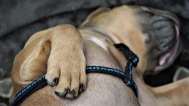 犬の不眠症を治療する方法