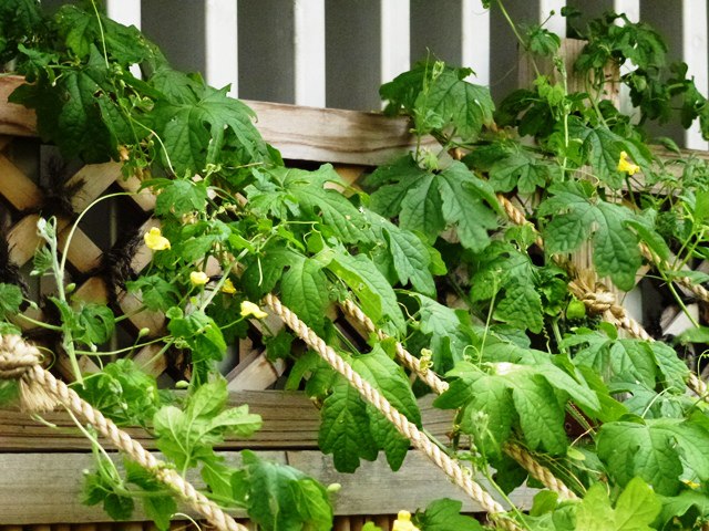 f:id:nihonbachi:20120907175147j:image:left