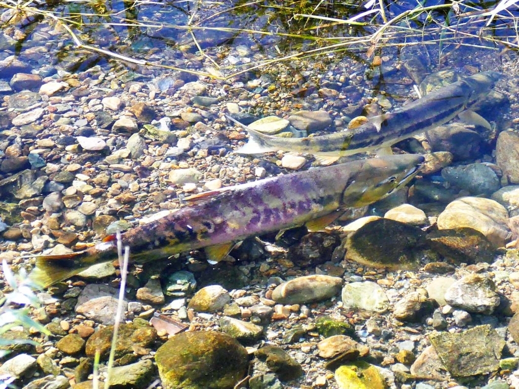 鱖魚群/日本道観総本部