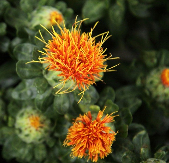 紅花栄/日本道観総本部