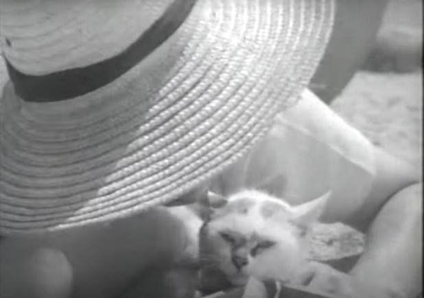 猫と庄造とふたりの女 1956年 東宝 日本映画19 1960年代の備忘録 猫と庄造とふたりの女 1956年 東宝 日本映画19 1960年代の備忘録
