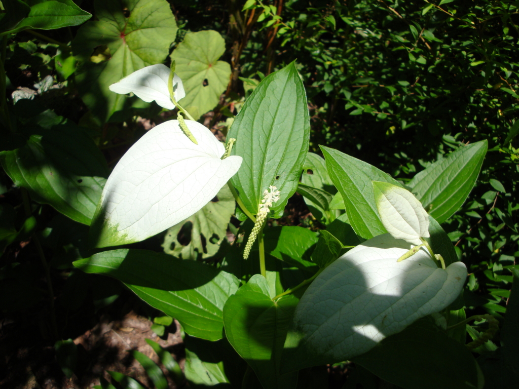 日本画の杜 第二章 「夏の花籠」 2016・8 - nihonganomori's blog