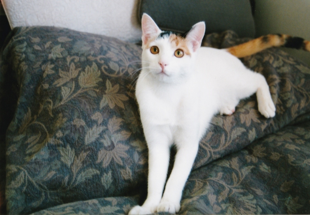 日本画の杜 第三章 「椿下白猫」 2016・9 - nihonganomori's blog