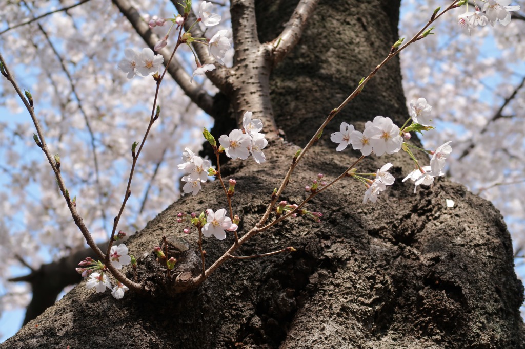 f:id:nihongopark:20210327205548j:plain