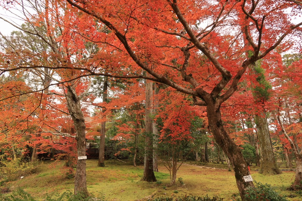 f:id:nihongopark:20211219145620j:plain
