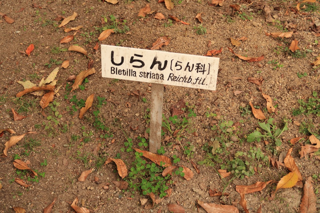 f:id:nihongopark:20211219150811j:plain