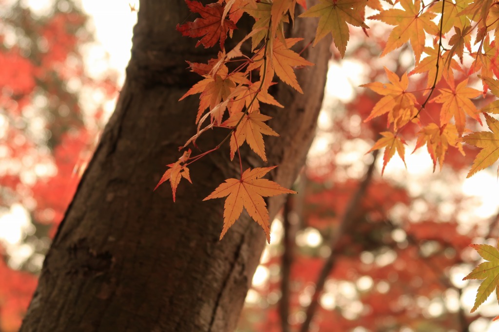 f:id:nihongopark:20211219151306j:plain