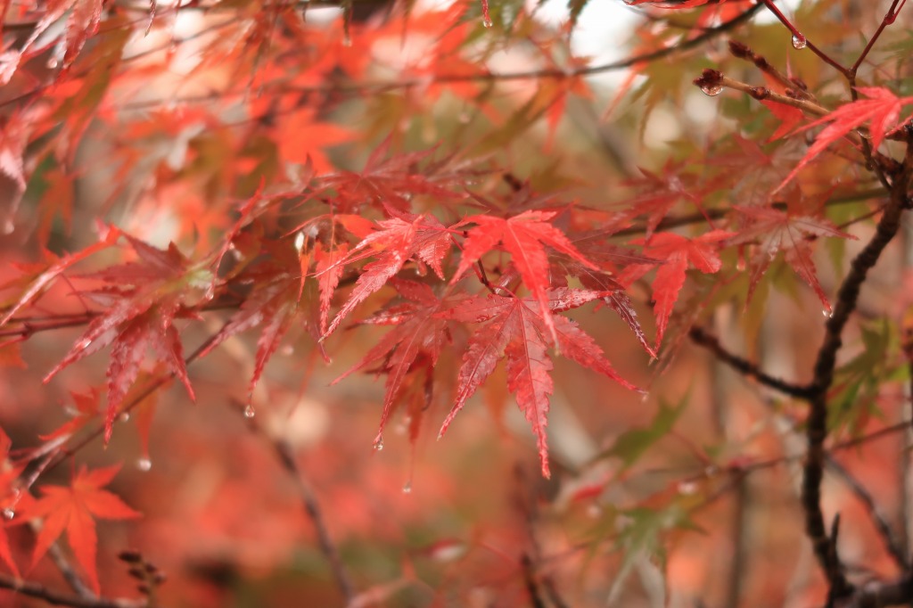 f:id:nihongopark:20211226153015j:plain