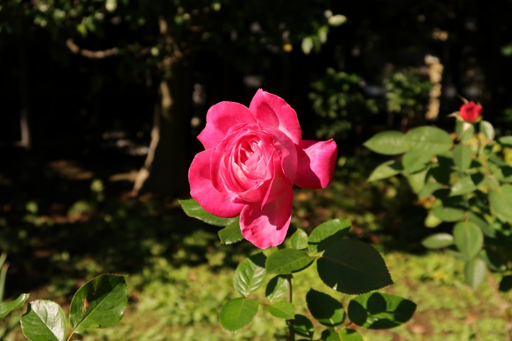 f:id:nihongopark:20220205143456j:plain
