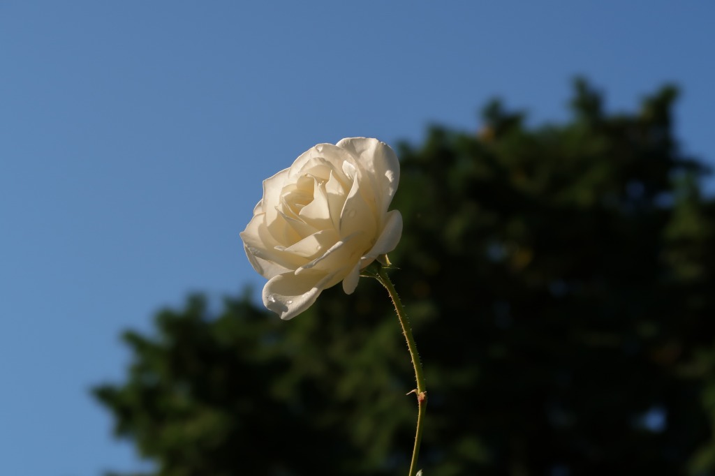f:id:nihongopark:20220205143700j:plain