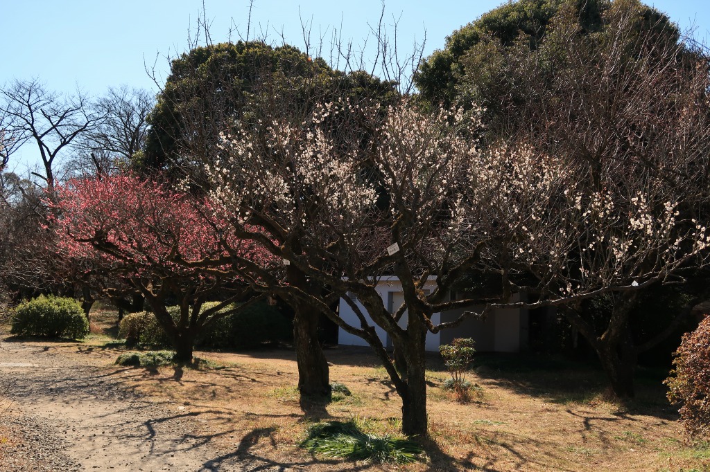 f:id:nihongopark:20220227194251j:plain