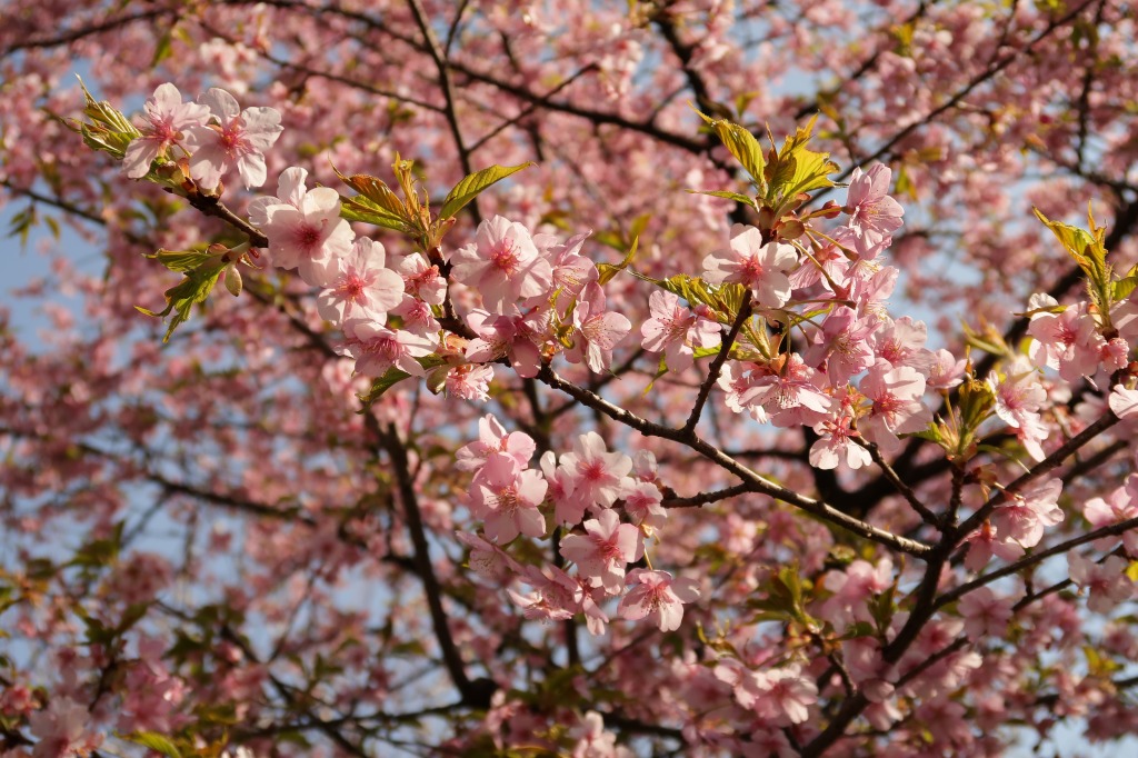 f:id:nihongopark:20220306135735j:plain