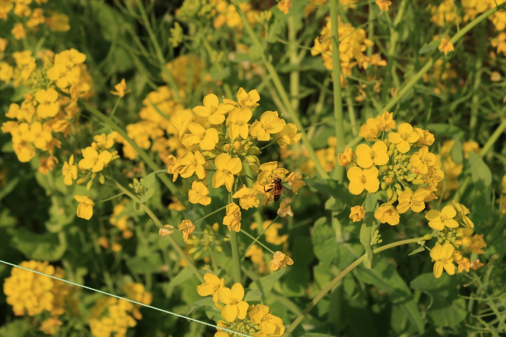 f:id:nihongopark:20220319201200j:plain