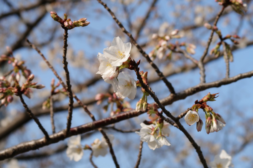 f:id:nihongopark:20220327170100j:plain
