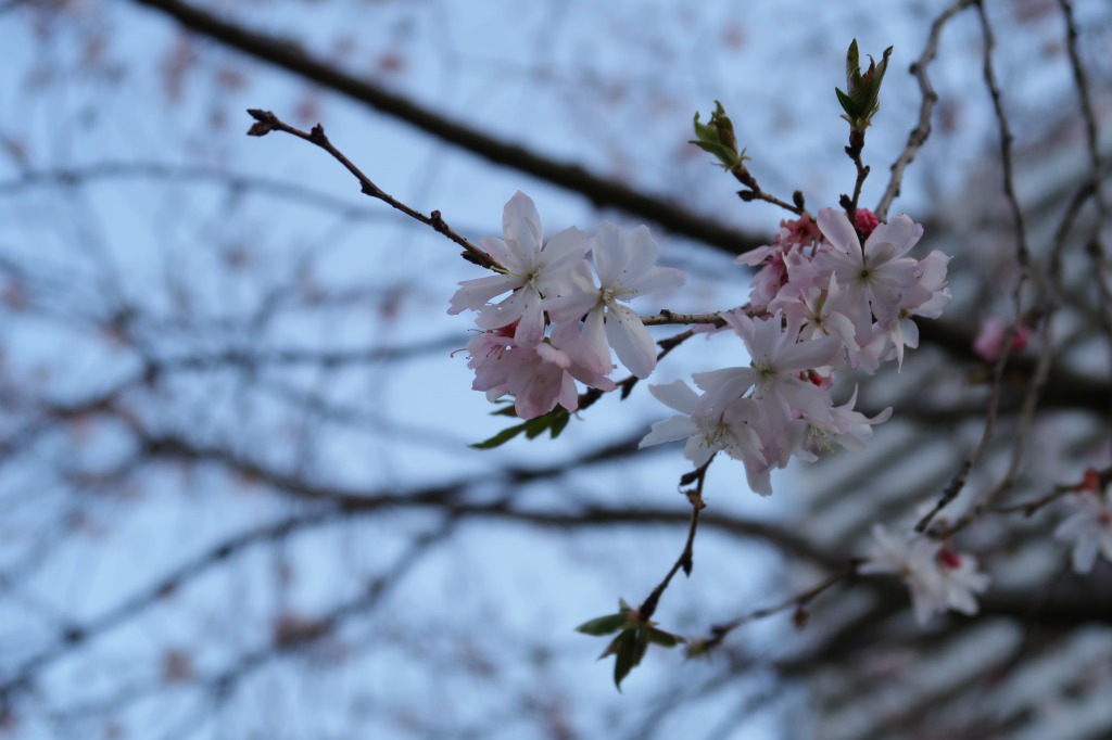 f:id:nihongopark:20220327170703j:plain